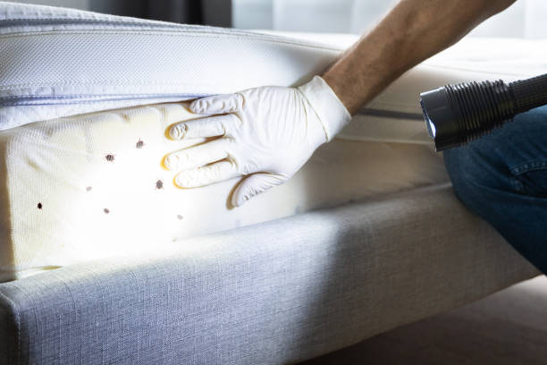 Best Ant Control Services  in West Yarmouth, MA