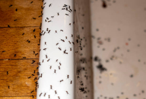Best Flea Control Services  in West Yarmouth, MA